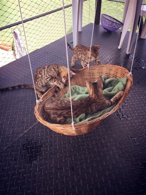 Check out essential info on finecomb.com Spoil Your Kitty: 27 Creative And Cozy Cat Beds - DigsDigs