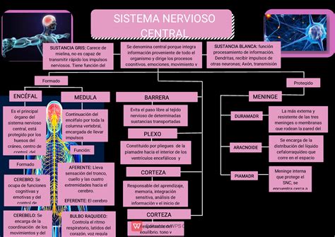 Mapa Conceptual Sistema Nervioso Sistema Nervioso Central Se Denomina Central Porque Integra