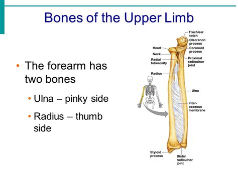 The Upper Limb Bones