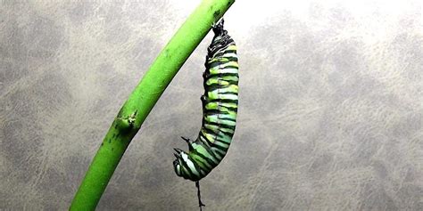 Timelapse Shows Caterpillar Transform Into Monarch Butterfly Business