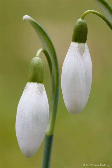 Snowdrops Plant Care And Collection Of Varieties