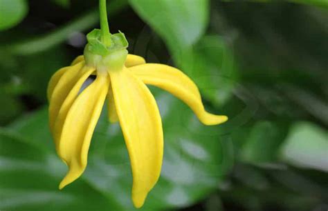 I have had my ylang ylang tree now for 2 weeks and it is doing wonderful! Ylang-ylang: as ameaças que pairam sobre sua produção ...