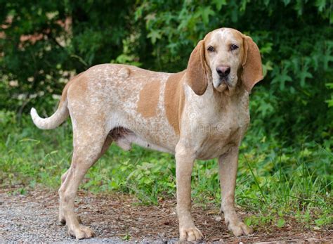 If one person has both red hair and blue eyes, there's a good chance. 10 Things You Didn't Know About the Redtick Coonhound