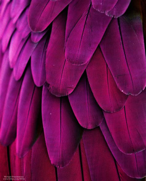 🔥 Download Hot Pink Bird Feathers Iphone Wallpaper Background By