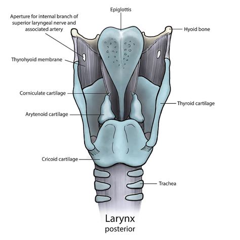 Larynx Labeled Posterior View Images And Photos Finder