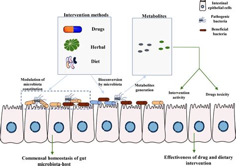 Frontiers Intestinal Microbiota Associated Metabolites Crucial