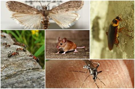 Traitements Naturels Pour Lutter Efficacement Contre Les Insectes Et