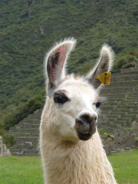 Pin By Sandy Rich On Water Colors Llama Domestic Cat Picchu
