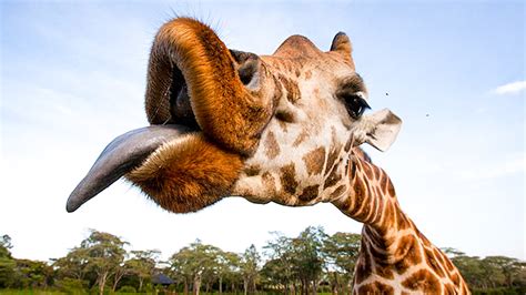 Giraffe Tongue John Knych