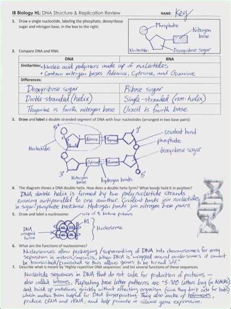 Dna, rna, & replication worksheet quick review: Dna and Rna Structure Worksheet Answer Key (With images ...