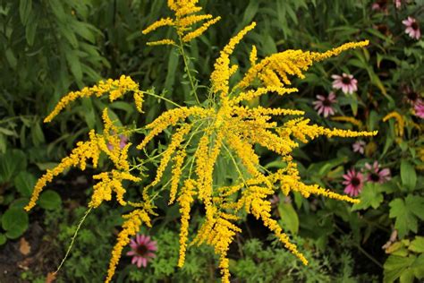 We did not find results for: Ambroisie : ce pollen très allergisant atteindra bientôt ...