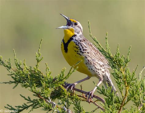 Western Meadowlark Sturnella Neglecta South Dakota Birds And Birding
