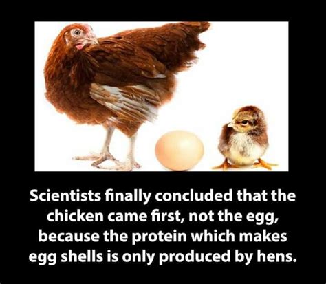 A Chicken And An Egg On A Black Background With The Caption Scientists
