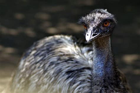 Emu Facts The Garden And Patio Home Guide