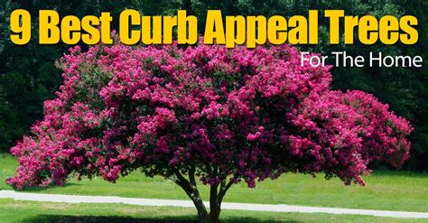 Best Front Yard Trees Curb Appeal