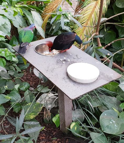 Emerald Dove And Red Crested Wood Partridge At Feeding Place Zoochat