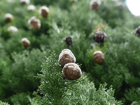 Search for crossword clues found in the. Natural pine tree fruit public domain free photos for ...