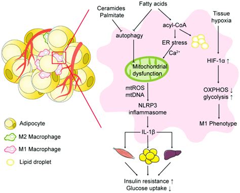 Mitochondrial Dysfunction And Nlrp3 Inflammasome Activation In Obese