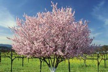Such potting soil is a mix of equal parts of peat, sand, perlite or bark, and organic matter. How to Add Calcium to Soil Around an Apple Tree | Home ...