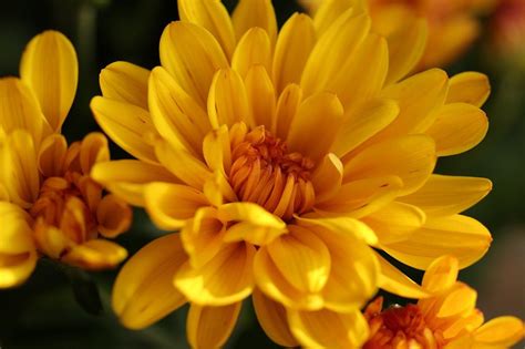 Bunga edelweis atau yang biasa dikenal dengan nama bunga senduro (anaphalis javanica) adalah tumbuhan endemik zona alpina/montana yang hidup dipegunungan tinggi nusantara. Nama Lain Bunga Seruni : Mengingat bahwa bunga ini mudah ...