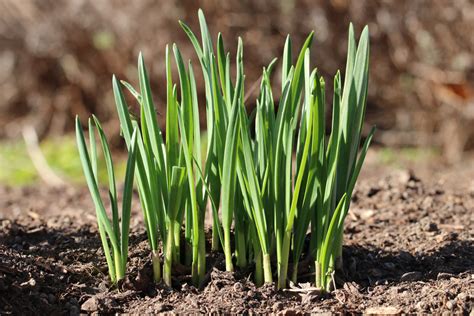 Siebenschläfertag 2021, zeigt an wie das wetter wird. Knoblauch aus Zehen pflanzen - Anleitung zum Stecken ...