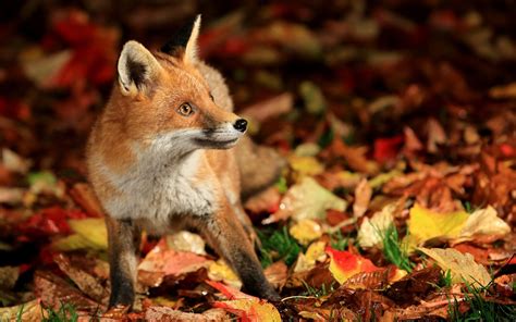 Fox Animals Fall Nature Leaves Wallpapers Hd Desktop