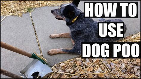 How To Use Dog Poop In The Garden Youtube