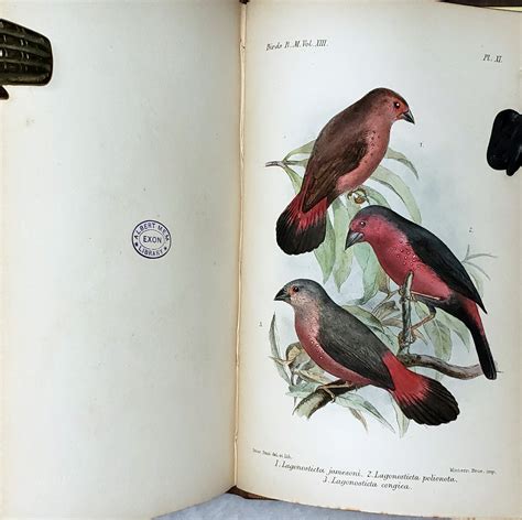 Catalogue Of The Birds In The British Museum Volume Xiii 13