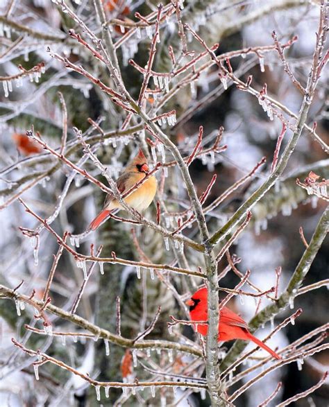 Cardinal Pair In Winter