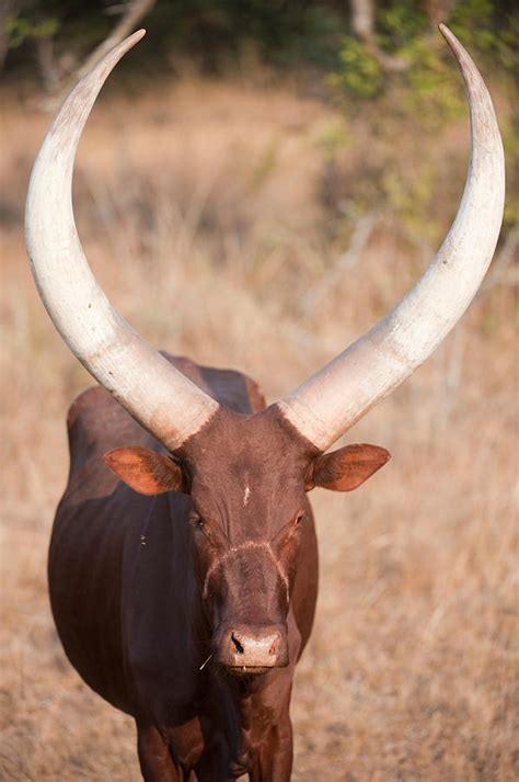 Ankole Watusi Cattle Standing Photograph By Panoramic Images Fine Art