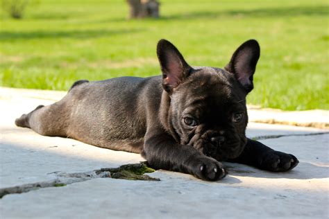 French Bulldog Frenchie French Bulldog Pictures Frenchie Lovers