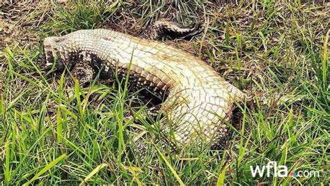 Alligators Found Dead With Tails Cut Off In Myyaka City