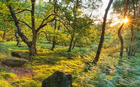 Free Download United Kingdom Trees Grass Rays Of Light Stanton Moor