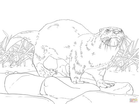 North American River Otter Coloring Page From Otters Category Select