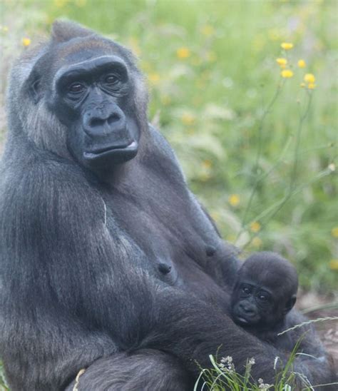 ‘its A Girl For Gugas And Kamili Zooborns