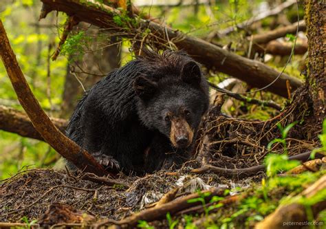 Juneau Alaska Wildlife Photography - Juneau Photo Tours