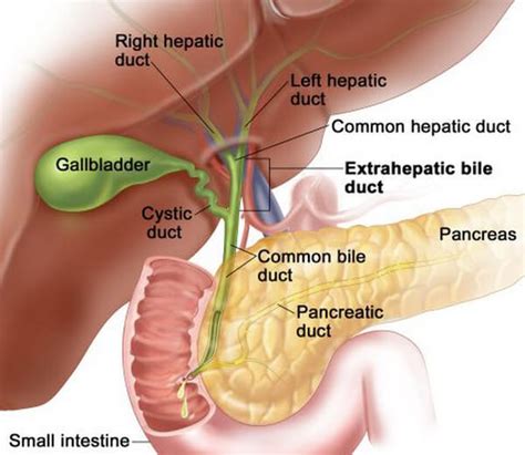 Location and Pictures of Different Organs In The Abdomen