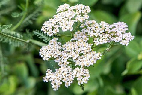 Common Yarrow Plant Care And Growing Guide