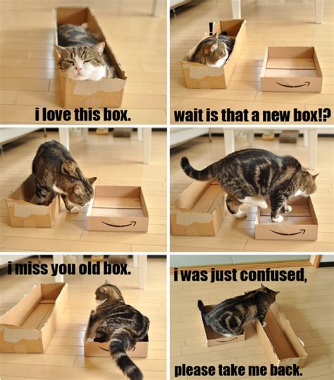 20 Hilarious Examples Of Cat Logic