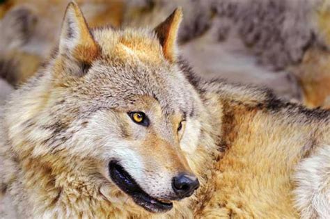 Réécouter le loup, animal social ?écouter (33 min). Loup. Canis lupus. En Images. Video. Dinosoria