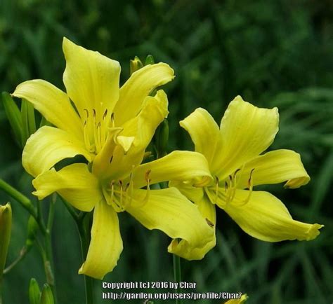 Home And Living Daylily Itsy Bitsy Spider Bareroot Outdoor And Gardening