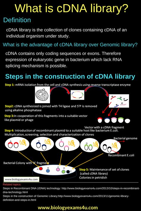 Cdna (countable and uncountable, plural cdnas). Biology Exams 4 U: cDNA Library: Definition and Steps in ...