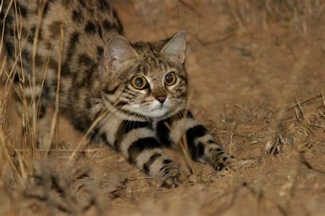 The Black Footed Cat Is The Worlds Most Efficient Feline Predator