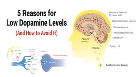 Top 7 Causes Of Dopamine Imbalance A Deeper Look At Mental Health