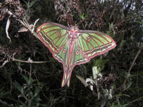 So without further ado the info: Graellsia isabellae — "Spanish moon moth" | Moon moth ...