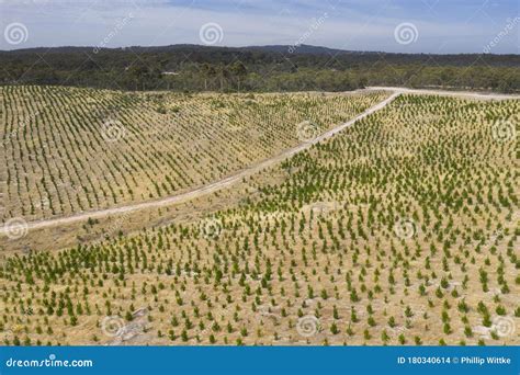 Aerial View Of A Pine Tree Farm In The Hills Stock Photo Image Of
