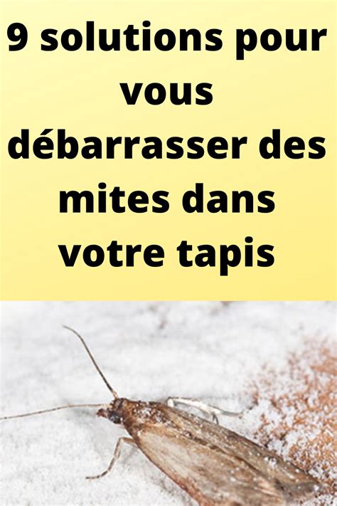 9 solutions pour vous débarrasser des mites dans votre tapis Tapis