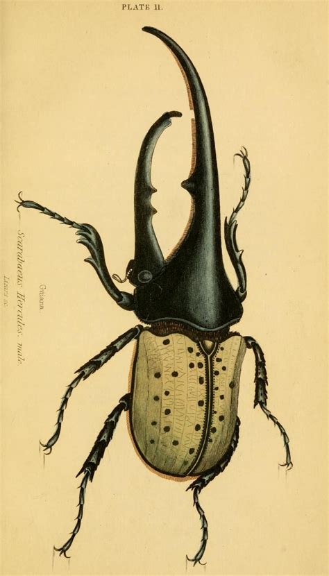 The Natural History Of Beetles Biodiversity Heritage Library With
