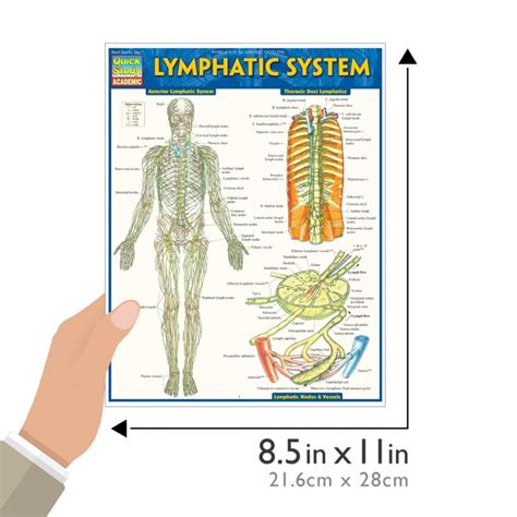 Quickstudy Lymphatic System Laminated Study Guide