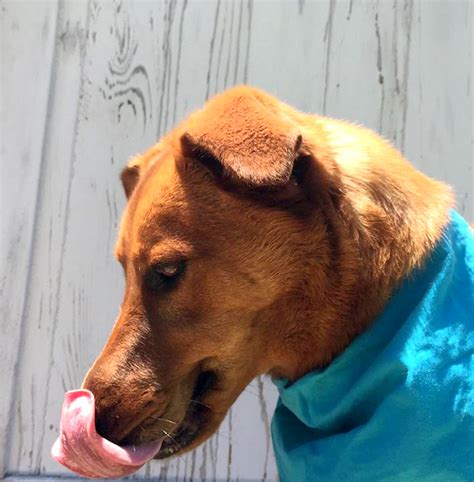 In gsc, breeding is quite different than in later generations because the baby inherits certain dvs from the parent of the opposite gender, or ditto if it is used. Chinook Dog: History, Temperament, Care, Exercise ...